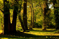 Sunrise in Forest