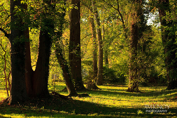 Sunrise in Forest