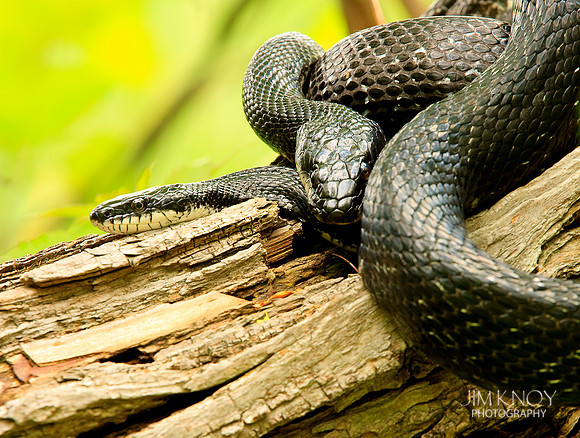 Rat Snakes