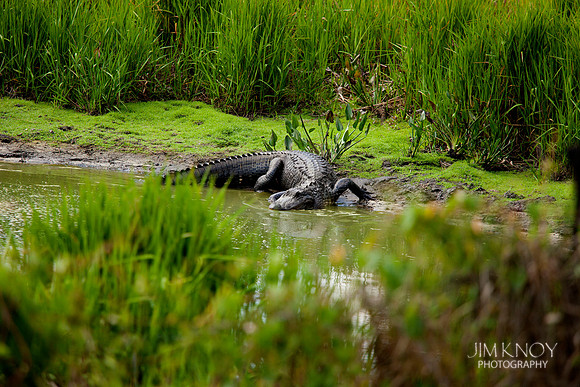 Alligator