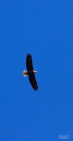 Bald Eagle in Flight