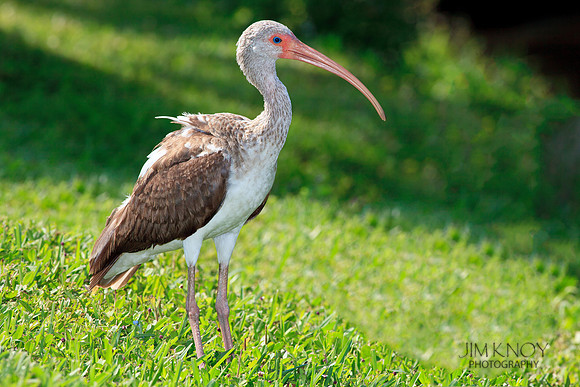 White Ibis, Juvenile
