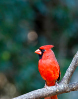 Cardinal