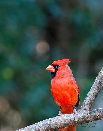 Cardinal
